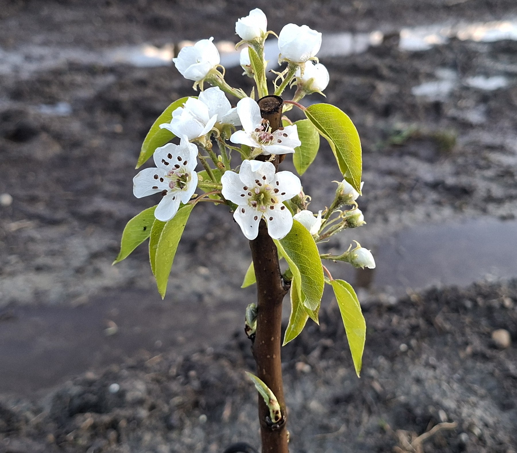 Foo alt-image description