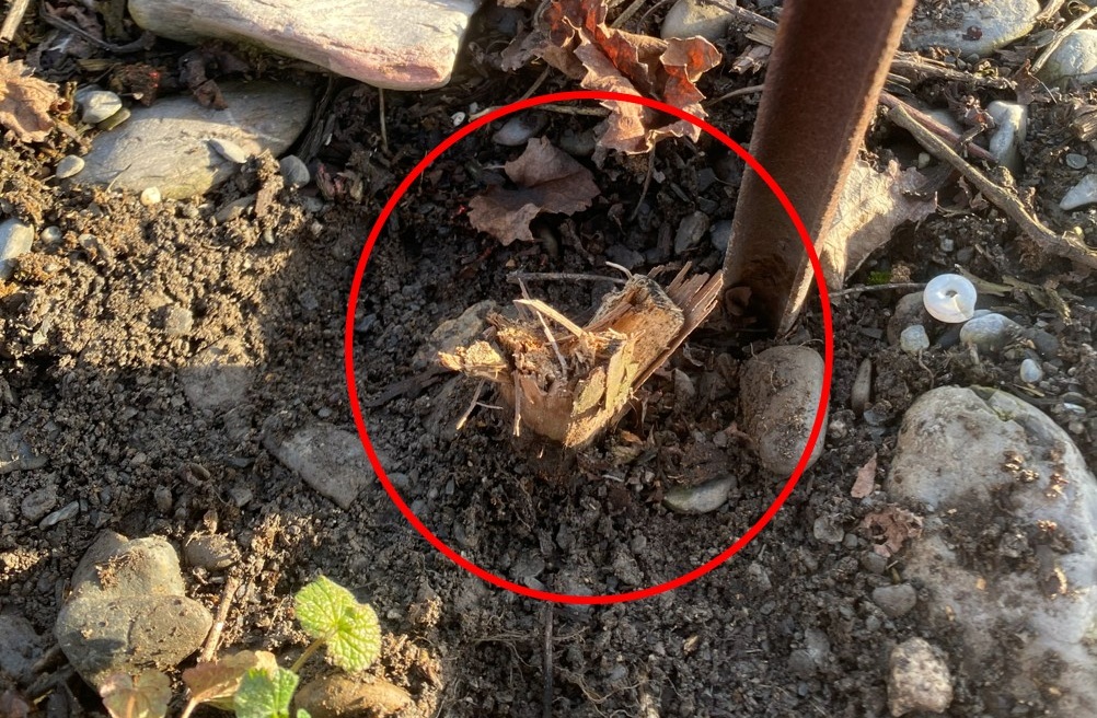 Foo alt-image description