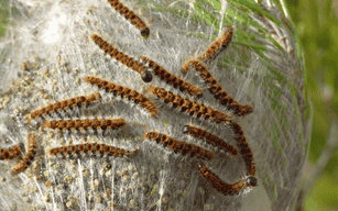 Foo alt-image description