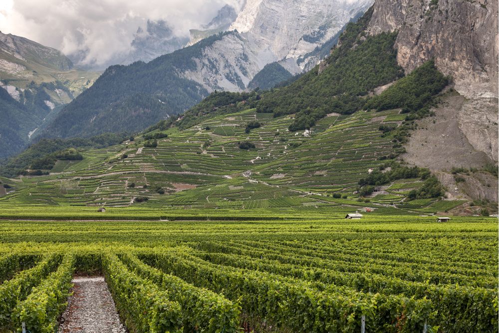 Foo alt-image description