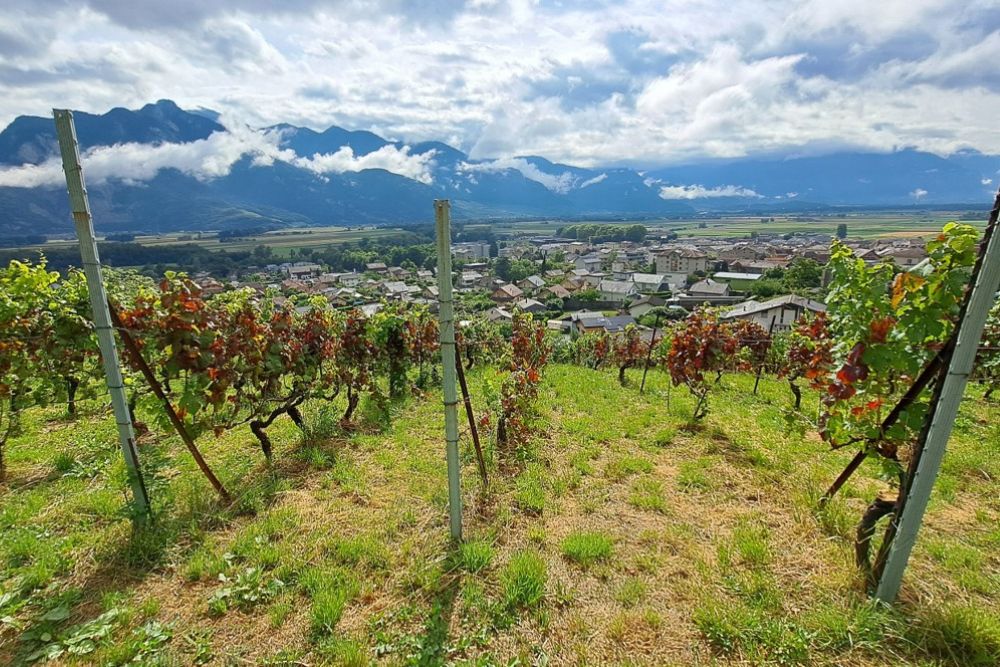 Foo alt-image description