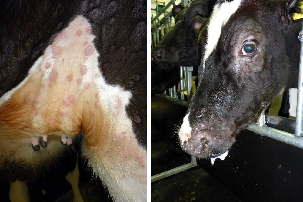 Dermatose nodulaire contagieuse (DNC) - Conditions pour le retour d ...