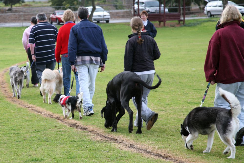 Foo alt-image description