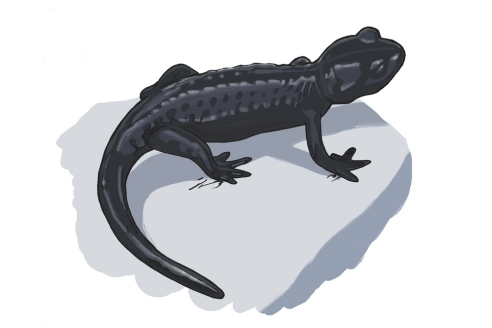 Salamandre noire